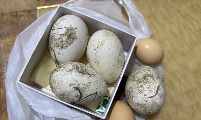 立夏撞蛋的作文500字作文怎么写？（《立夏时节，蛋撞心扉》）