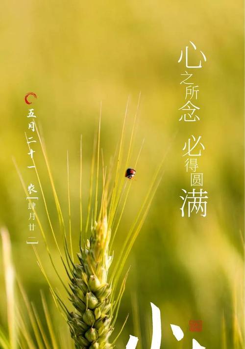 小满表明了什么意思（《小满之约：一缕清风，半盏甘露》）