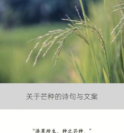 关于芒种内涵的知识和诗句（《芒种之光：青春的励志篇章》）