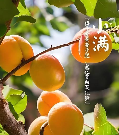 有关小满节气下雨的句子的短句怎么写（《雨润物细无声：小满时节的雨丝情怀》）