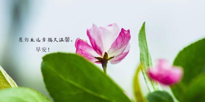 2024最新早安心语——点亮美好生活