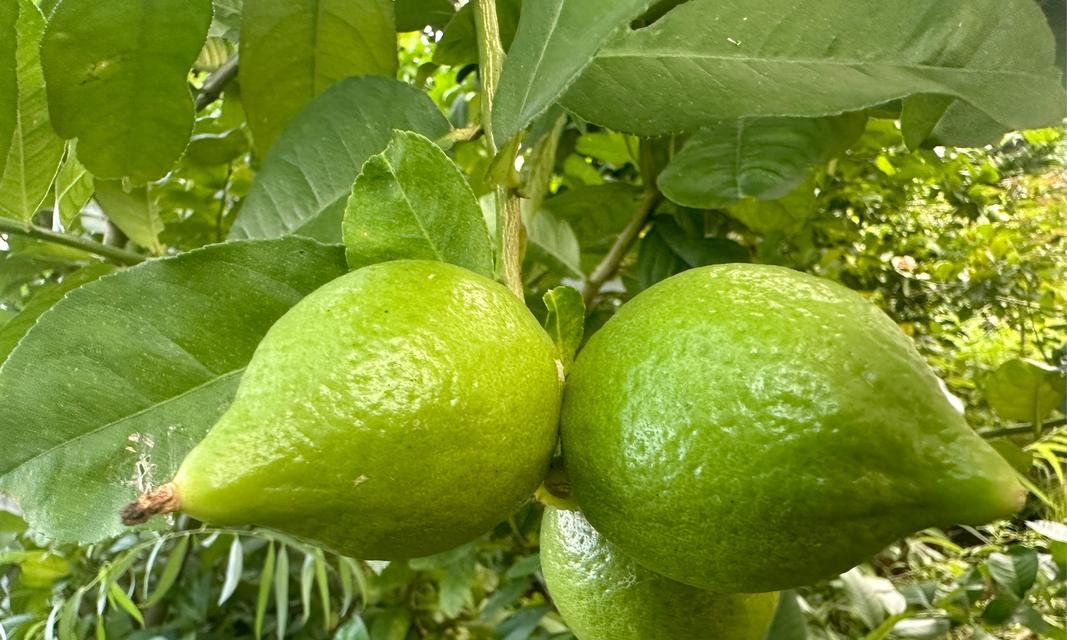 去野外摘夏至菇的作文作文怎么写？（《夏至的森林礼赞》）