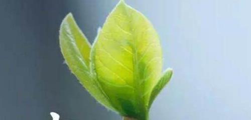 享受生命中的春天（享受生命中的春天）