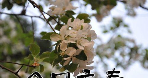 立春阳光，心情大好（送你25句唯美短句）