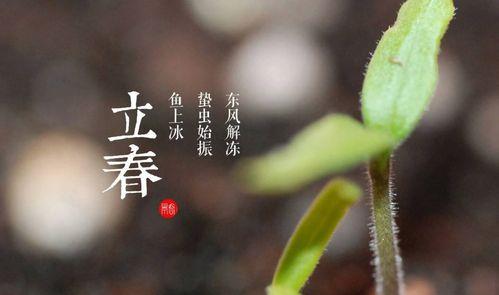 立春阳光，心情大好（送你25句唯美短句）