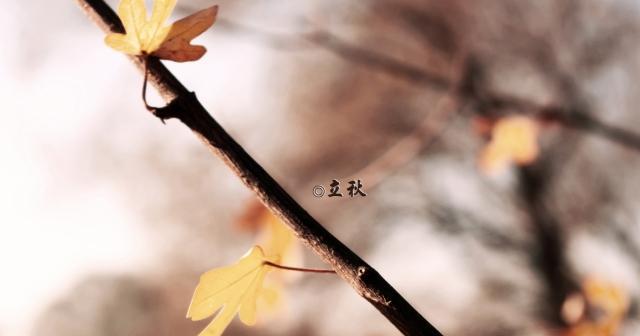 秋意渐浓，愿你一切安好（立秋微信祝福短句）