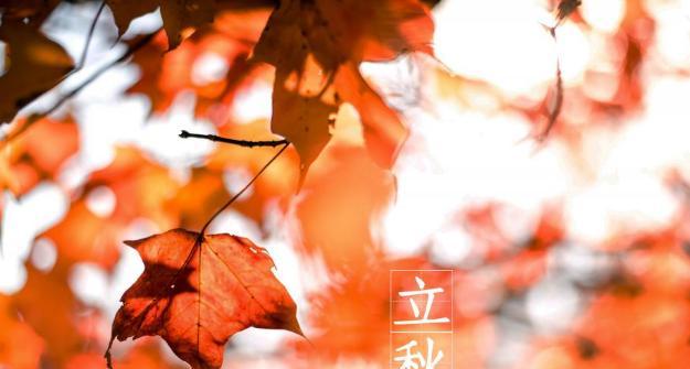 《落叶轻舞，秋风渐至》