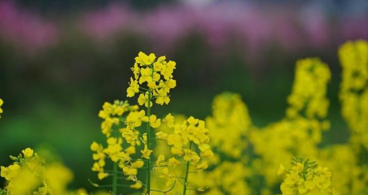 春日油菜花（缤纷绽放）