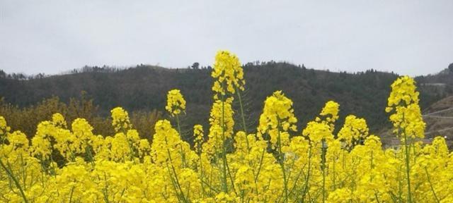 春日油菜花（缤纷绽放）