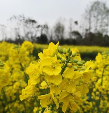 春日油菜花（缤纷绽放）
