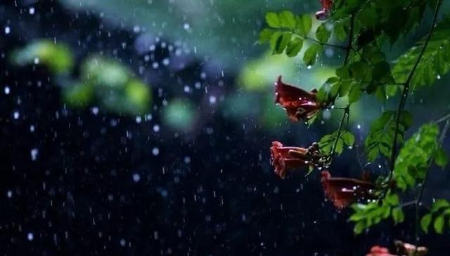 独自在雨中徜徉，一副清雅淡然的姿态（独自在雨中徜徉）