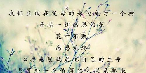 母爱如山，涓涓细流，感恩有您（母爱如山）