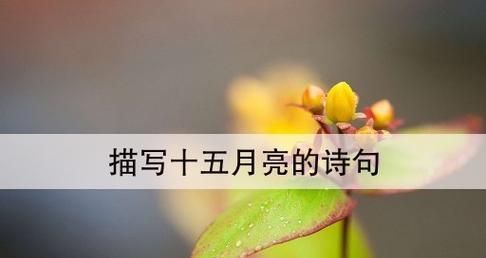 步入月夜，静享清幽（步入月夜）