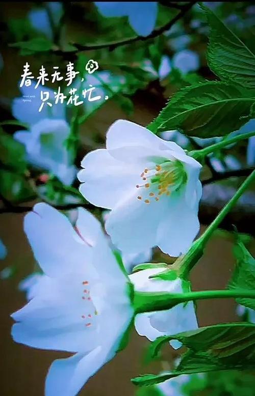 心如止水：唯美短句与顺其自然的生活