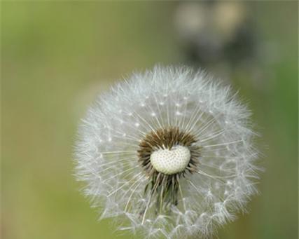 蒲公英的芳华（盛开在春风里的小美好）
