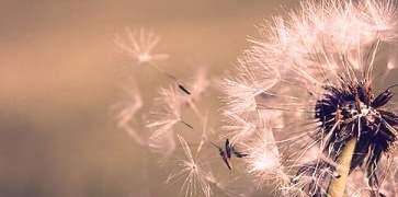 蒲公英的芳华（盛开在春风里的小美好）