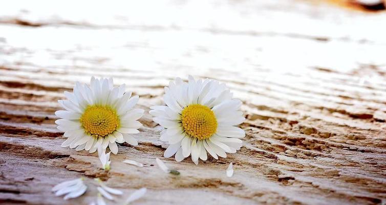 妙笔生花，尽显瓯李之美（妙笔生花）