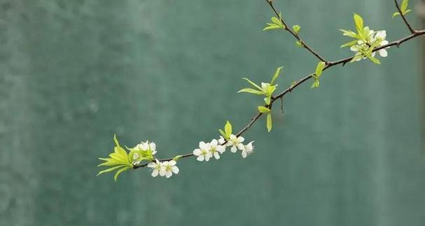 妙笔生花，尽显瓯李之美（妙笔生花）