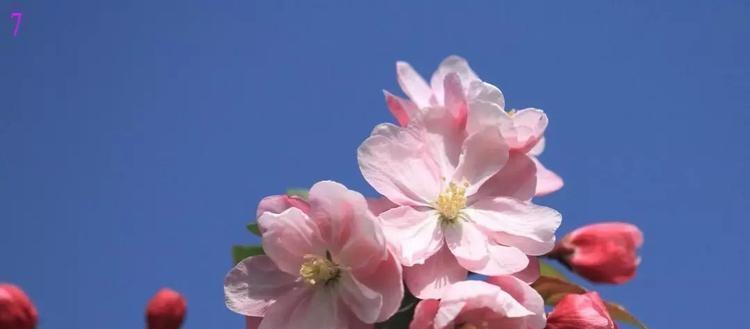 海棠之美：一场绚烂的花海盛宴