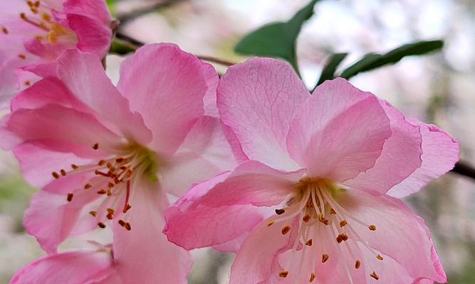 海棠之美：一场绚烂的花海盛宴