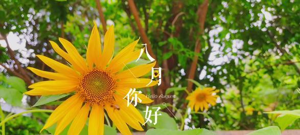 八月你好，抖音很火（用唯美短句诠释一个夏天）