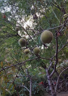 立秋这篇作文怎么写（《立秋物候中的青春篇章》）