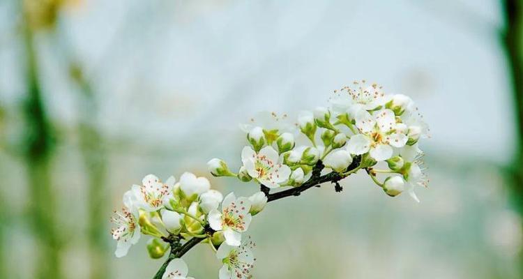 《花影》作者：刘禹锡