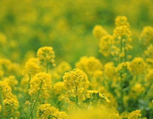 春色满园，花开满山（春色满园）