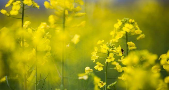 春色满园，花开满山（春色满园）