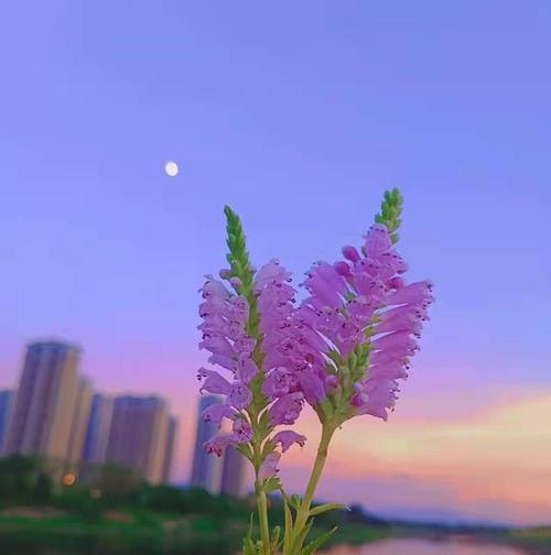 梦幻唯美（写风的唯美句子优美段落）