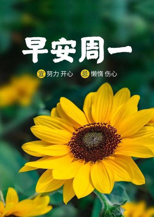 遇见阳光心情好（正能量佛系唯美句子）