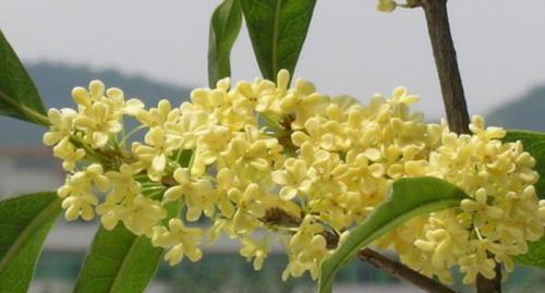 绮丽如诗的形容——形容枇杷的唯美句子集锦(枇杷的美好) 绮丽如诗的形容——形容枇杷的唯美句子集锦(枇杷的美好)