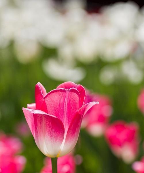 纯美之花——郁金香（唯美句子描绘郁金香的美丽）