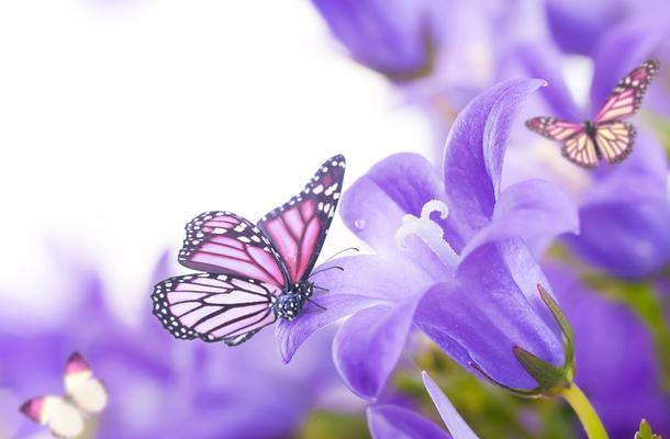 《花开灿烂，唯美诗句飘香》