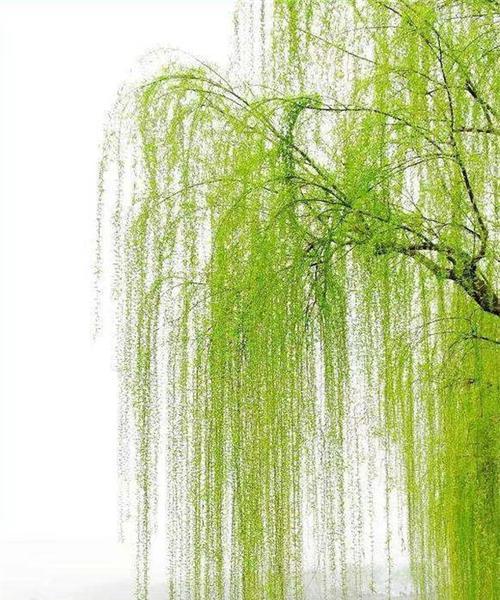 赏垂柳，领略春日风光（赏垂柳）