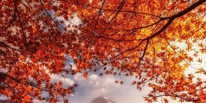 唯美诗句篇（唯美诗句篇）