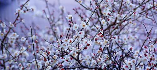 杏花的唯美（仲春时节）