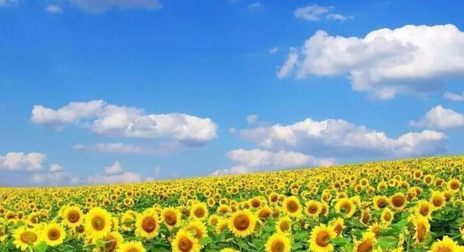 向日葵花语:积极、乐观、坚强、阳光、爱情、思念 向日葵花语:积极、乐观、坚强、阳光、爱情、思念