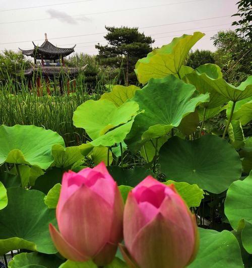 有关大暑植物作文怎么写的的作文400字（《夏日里的绿意盎然》）