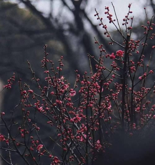 蒙蒙细雨（诗意纷呈）